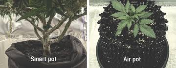 It is a natural growing technique that allows dry air to reach root tips which stops roots from extending beyond their container. Can Air Pots And Smart Pots Increase Cannabis Yields Rqs Blog