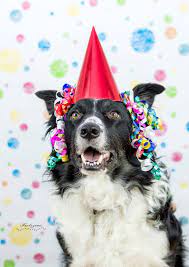 Black And White Border Collie Wearing A Red Birthday Hat Streamers On His Ears And Wearing The Happy Dog Face White Border Collie Border Collie Birthday Hat
