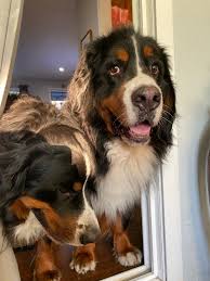 Maybe you would like to learn more about one of these? Kaibab Bernese Mountain Dogs