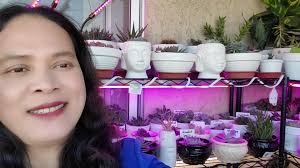 Local succulent and cactus plant arrangements