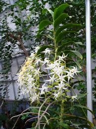 Image result for Cyrtorchis