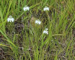Image result for Habenaria indiana