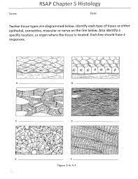 Fascia is a term for a layer or sheet of connective tissue. Rsap Chapter 5 Histology