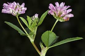 Image result for Trifolium