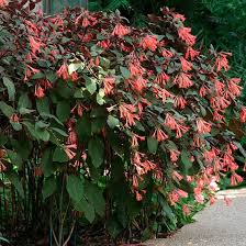 Fuschia Gartenmeister Bonstadt Gartenmeister Bonstedt Fuchsia Fuchsia T Gartenmeister Bonstedt Back Tropical Garden Plants Plants Farm Gardens