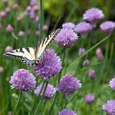 Naturschutz Im Garten Was Im Mai Wichtig Ist Garten Tiere Natur