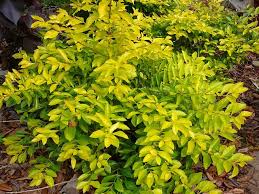 Container plants must be brought inside in fall before first frost for overwintering in a bright sun room. Golden Dew Drop Duranta Erecta Aurea All Things Plants Plants Part Sun Flowers Full Sun Plants