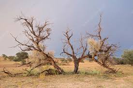Image result for Acacia haematoxylon