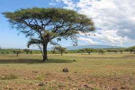 Image result for Acacia