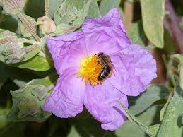 Cistus Tee Wirkung Anwendungsgebiete Und Nebenwirkungen