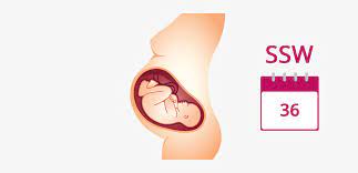 36 Ssw Schwangerschaftswoche Baby Gewicht Geburt In 36 Ssw