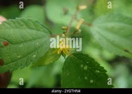 Image result for Triumfetta pilosa