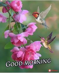 Good morning images birds and flowers. Good Morning Wishes Channel Justone