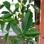 Image result for Paullinia pinnata