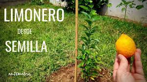 Como Cultivar Un Limonero Desde Semilla Proceso Completo En20metros Youtube Limonero Cultivar Semillas