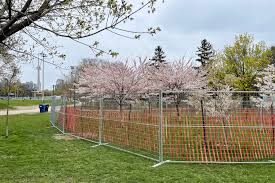 The covidiots were out in full force saturday at toronto's trinity bellwoods park. Toronto Installs New Fence At Trinity Bellwoods After Cherry Blossom Fans Trample Original