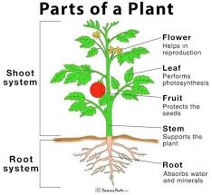 Parts Of Plant In 2020 Parts Of A Plant Plant Roots Planting Flowers