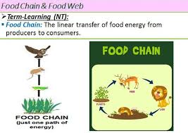 So a food chain can be considered as a part of the food web. Ecology Food Chain Food Chain Food Web Energy Foods