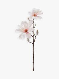 The format is png with transparent background, 300 dpi. Peony Artificial Magnolia Single Stem Pink At John Lewis Partners