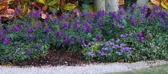 Image result for Angelonia