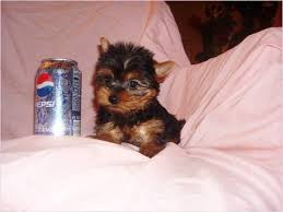 I raise quality, healthy yorkies and biewer terriers. Affectionate Teacup Yorkie Puppies For Adoption New York Ny Teacup Yorkie Puppy Teacup Puppies Yorkie Puppy