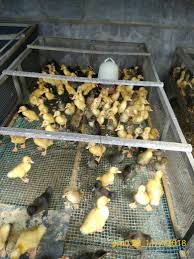 Kandang berkualitas akan menghasilkan ternak yang unggul. 100 Gambar Bebek Peking Kw Paling Bagus Gambar Pixabay