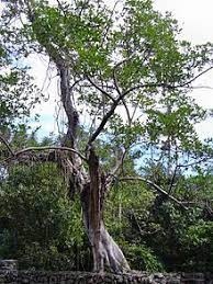 Check spelling or type a new query. Ficus Aurea Wikipedia