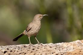 The cactus wren is the state bird of arizona. Common Birds Of The Phoenix Metro Area Rio Salado Audubon Center