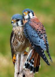 Things to do near barranco de los cernicalos. Diane Brouillette Teamalain On Twitter Animals Beautiful Birds Pet Birds