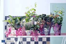 We did not find results for: Tropical Beauties Are The Houseplants For May The Joy Of Plants