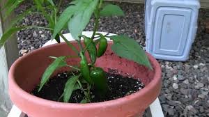 I can't remember planting ghost peppers, but this plant is loaded. Growing Ghost Peppers Bhut Jolokia In Pots Also Habanero Trinidad 7 And Cayenne Peppers Youtube