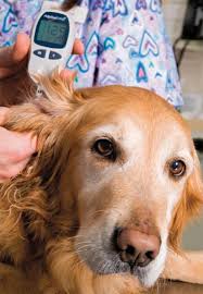 And just like us, this extra. Preventing And Treating Canine Diabetes The Bark