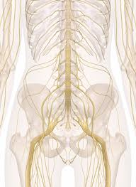 Skeletal system, low back pain human back vertebral column, back pain. Nerves Of The Abdomen Lower Back And Pelvis