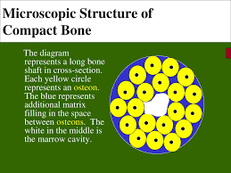 Hard, dense outer region • nutrient artery passes through compact bone to supply internal structures of long bone. Functions Of Bones Support Ex Legs And Pelvic Girdle Ppt Download