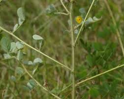 Image result for Indigofera hirsuta