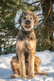 We are a small breeding family of bernedoodle puppies where we bring the beauty, loyalty, and outstanding temperament of the bernese mountain dog together with the intelligence, charisma, and faithfulness of the poodle, and you end up with. Doodlemaineia Com Maine Doodle Dog Breeder Quality Genetics
