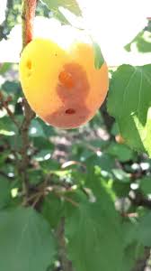 Dec 22, 2020 · there are as many reasons why fruit trees don't bear fruit as there are types of such plants. Should You Spray Your Fruit Trees In Autumn Grow Great Fruit