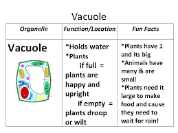 Every cell has a nucleous, a cell wall and a cell membrane. Organelle Chart Cell Wall Organelle Functionlocation Fun Facts