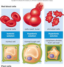 Where can i find animal serum and red blood cells? Wsmwsh Osmosis Animal Cell Cell Wall