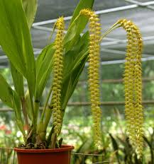 Image result for Macrotyloma densiflorum