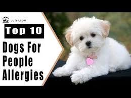 Are they too large for your home? Best Apartment Dogs Top 10 Quiet Dog Breeds That Will Not Bark All Night Long Youtube In 2021 Dog Breeds Quiet Dog Breeds Best Apartment Dogs