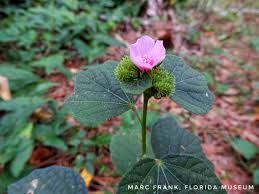 Image result for Urena