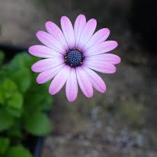 Image result for foto Osteospermum