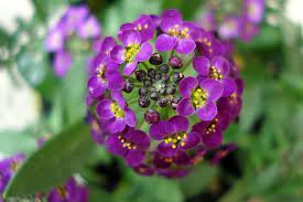 Sweet Alyssum Flower Facts Meaning Lobularia Maritima Alyssum Flowers Alyssum Flowers