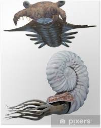 Check out our ammonite poster selection for the very best in unique or custom, handmade pieces from our принты there are 29 ammonite poster for sale on etsy, and they cost 20,26 $ on average. Anomalocaris And Ammonite Set Poster Pixers We Live To Change
