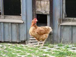 Freilauf Fur Huhner Anlegen 5 Wichtige Tipps Huhnerauslauf Huhnerhaltung Im Garten Huhner Auslauf