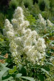 Image result for Isoberlinia tomentosa