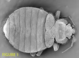 Bed bugs crawl scurrying into dark, tight spaces to hide they move as fast as an ant. Bed Bug Bites Everything You Need To Know But Were Afraid To Ask