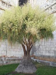 Image result for Beaucarnea recurvata