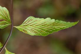 Image result for Asplenium hemitomum